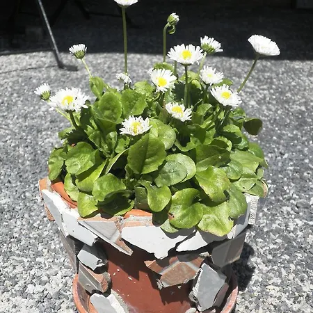 Balatongyorok